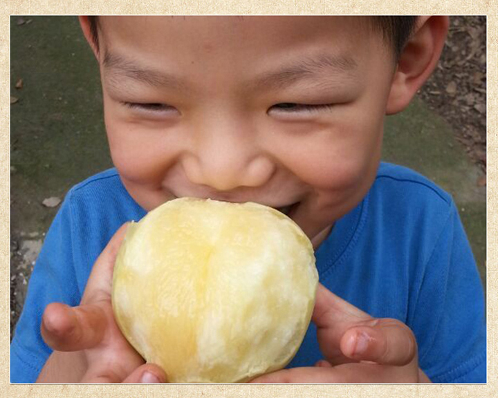 阳山水蜜桃——可以吸着吃的桃子！